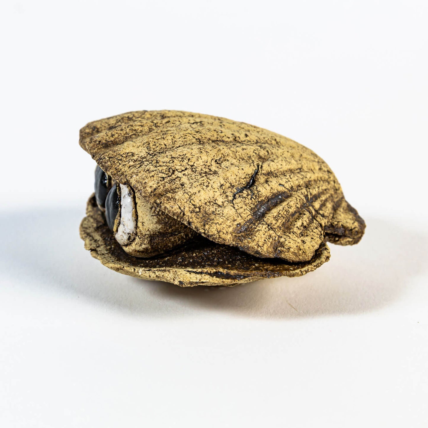Neugierige Muschel 02