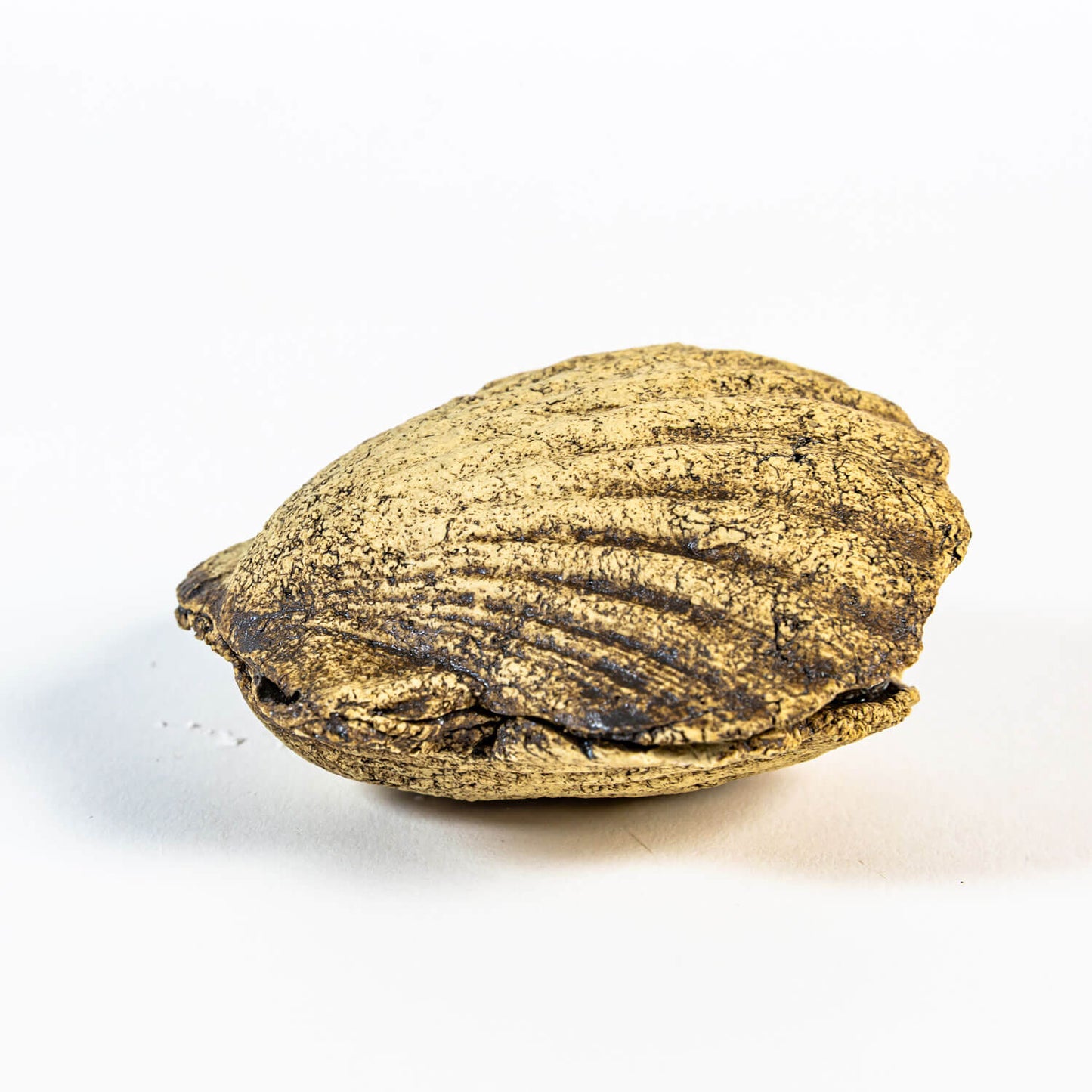 Neugierige Muschel 02