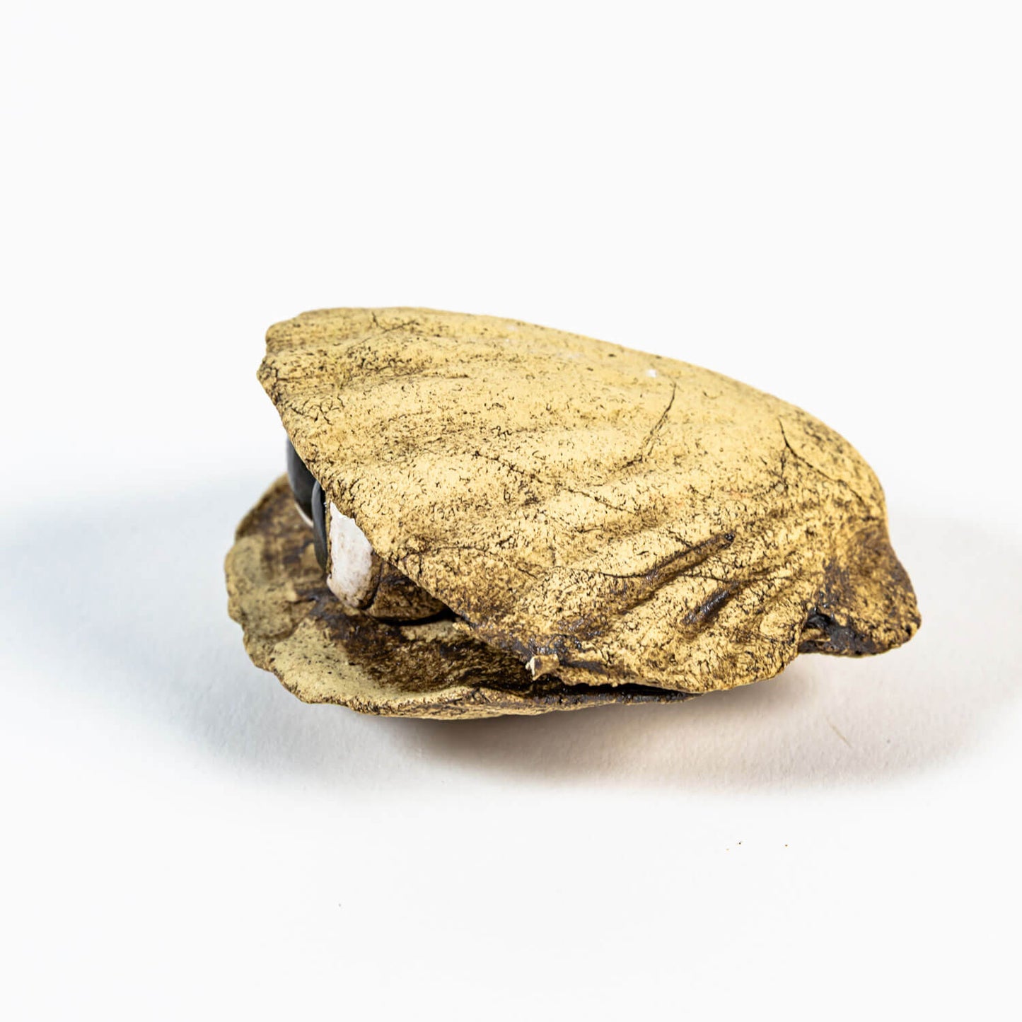 Neugierige Muschel 03