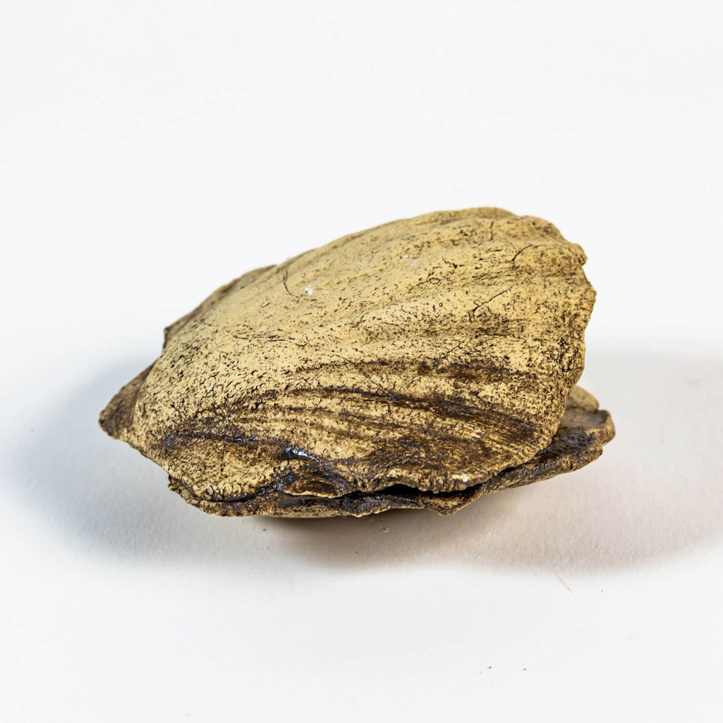 Neugierige Muschel 03