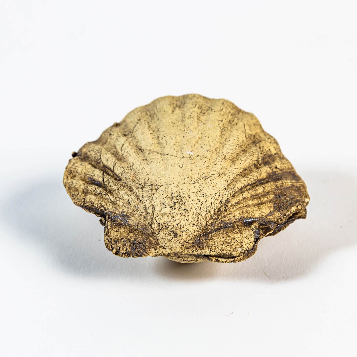 Neugierige Muschel 03