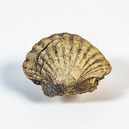 Neugierige Muschel 01
