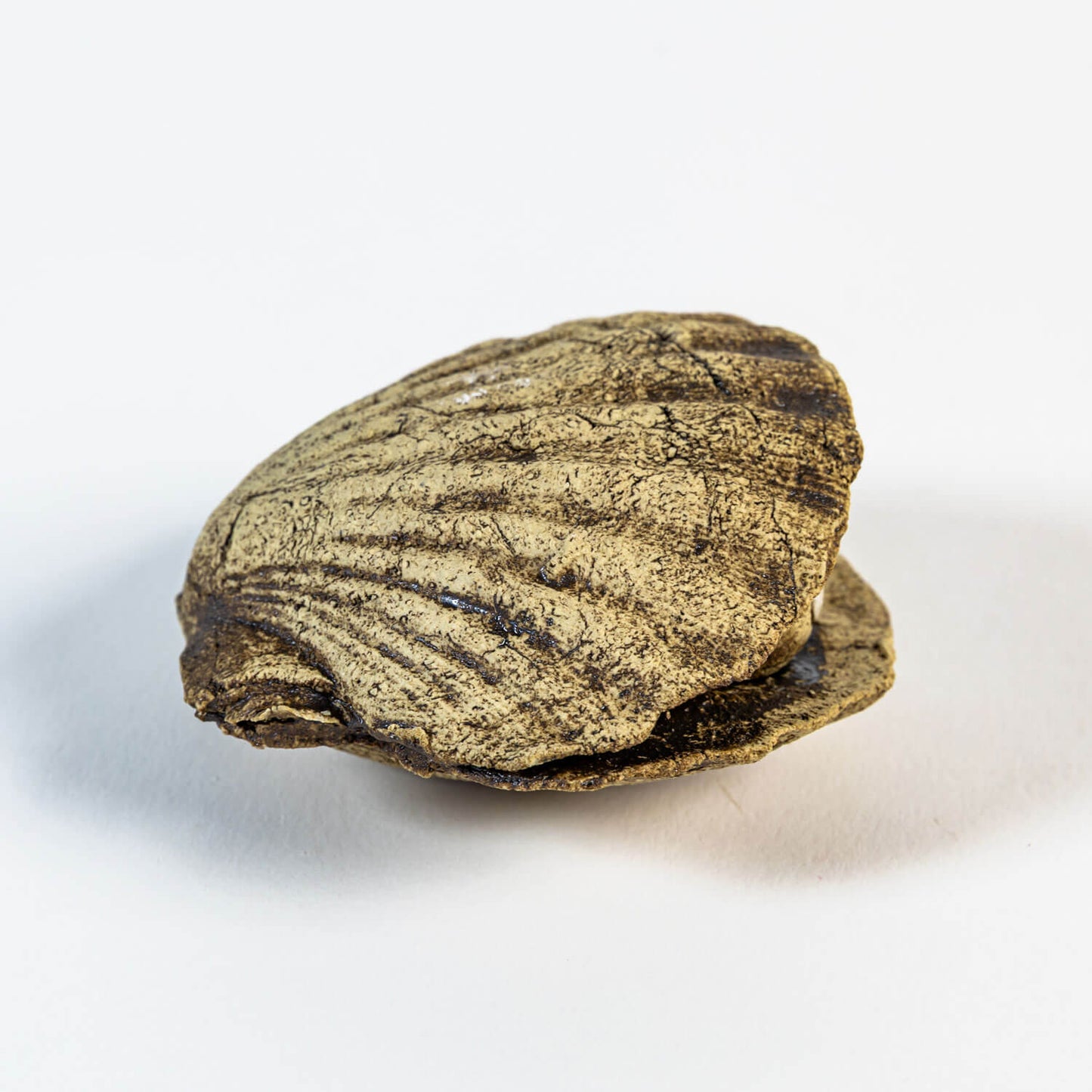 Neugierige Muschel 01