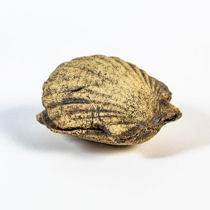 Neugierige Muschel 02