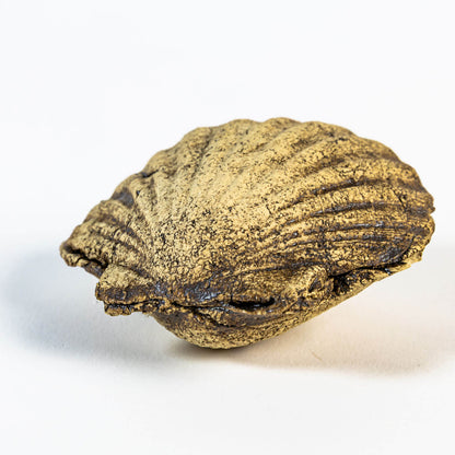 Neugierige Muschel 02