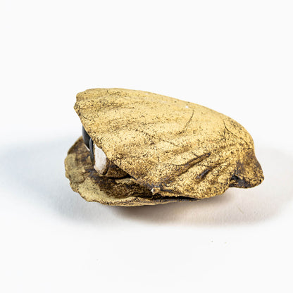 Neugierige Muschel 03